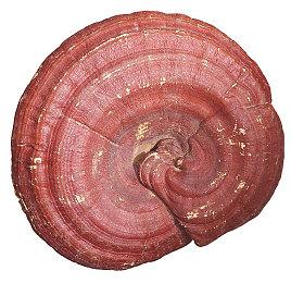 《驱灵者：新伊甸的幽灵》“兽志”预告 2月13日发售